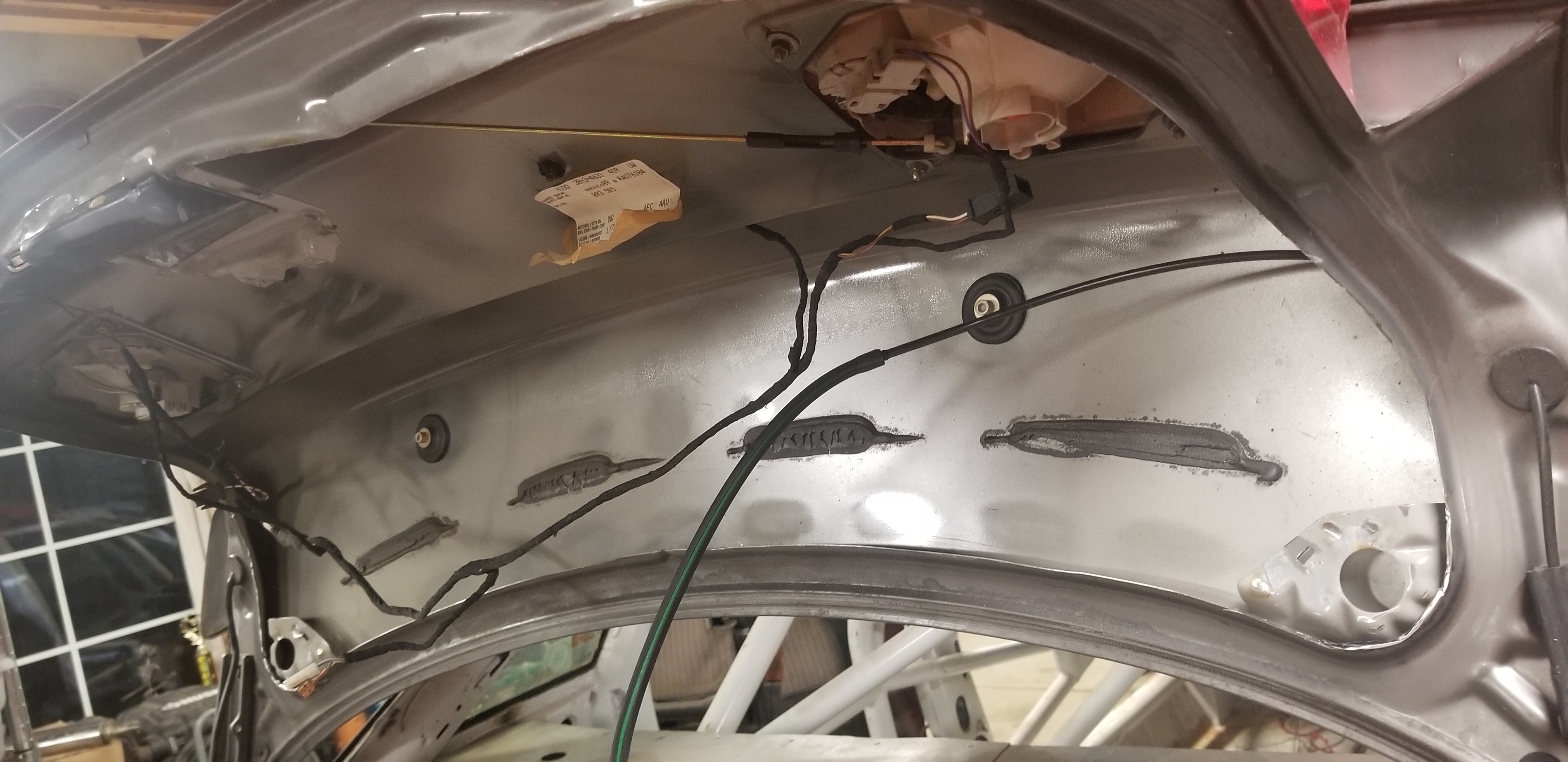 Trunk slighty lightened